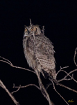 Owls